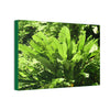 Deals on Thin Canvas - Stretched, 0.75" - Small Sizes Horizontal - Ideal for Wall Forest Mosaics - Primitive Banana plants leaves under the sun - Green Forest Home