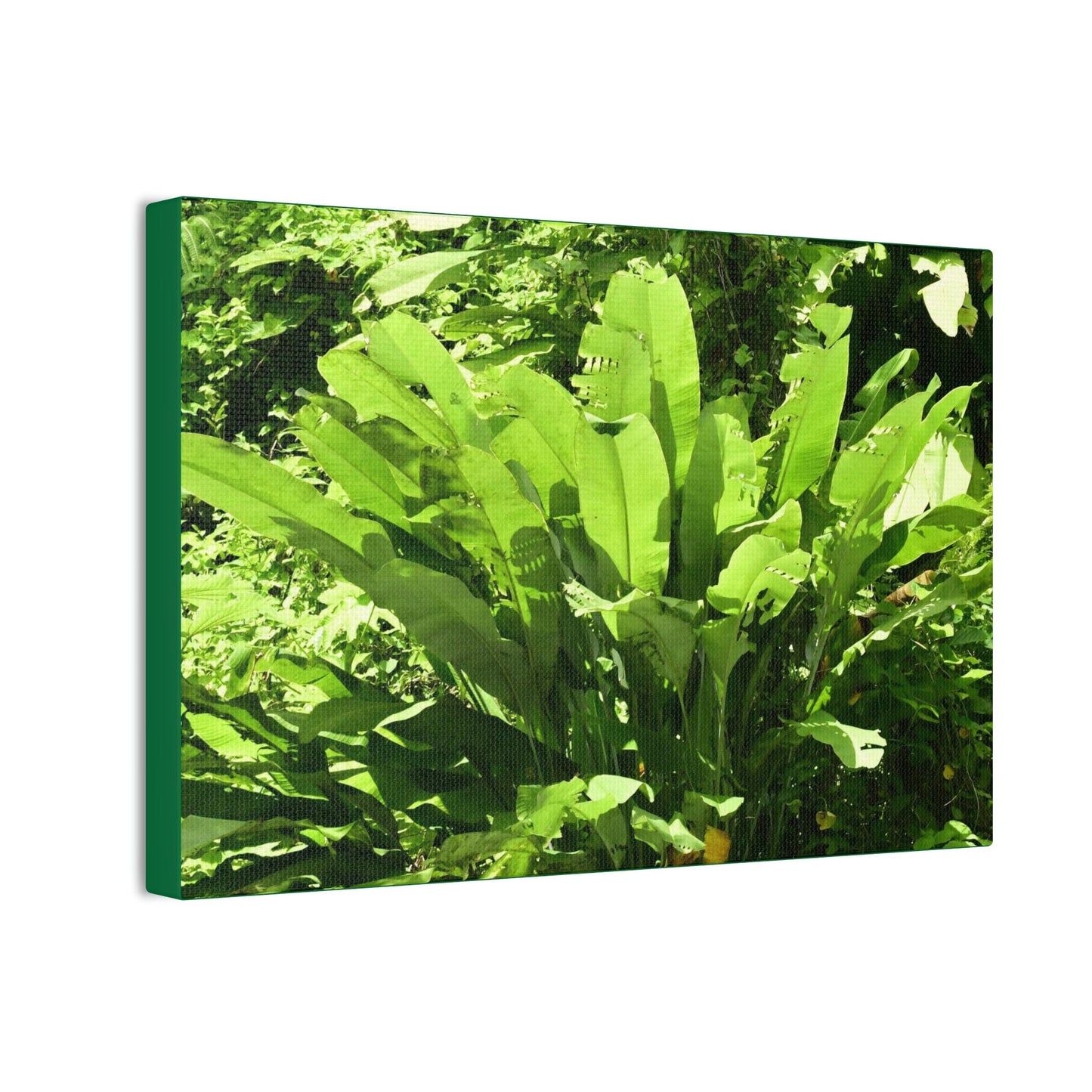 Deals on Thin Canvas - Stretched, 0.75" - Small Sizes Horizontal - Ideal for Wall Forest Mosaics - Primitive Banana plants leaves under the sun - Green Forest Home