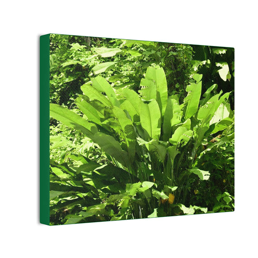 Deals on Thin Canvas - Stretched, 0.75" - Small Sizes Horizontal - Ideal for Wall Forest Mosaics - Primitive Banana plants leaves under the sun - Green Forest Home