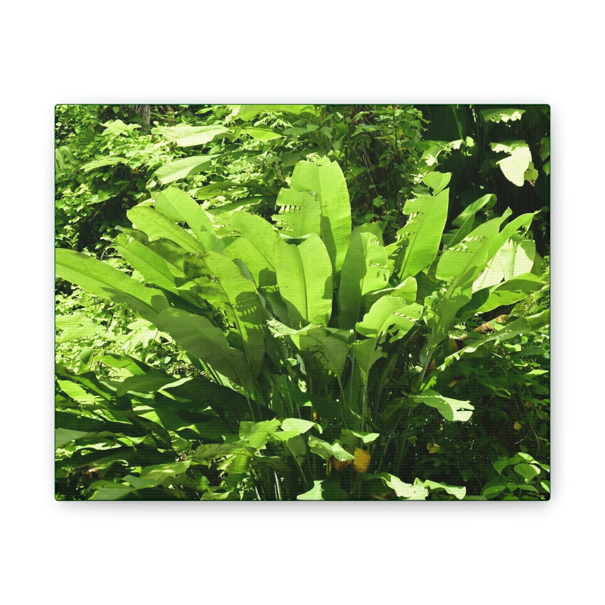Deals on Thin Canvas - Stretched, 0.75" - Small Sizes Horizontal - Ideal for Wall Forest Mosaics - Primitive Banana plants leaves under the sun - Green Forest Home