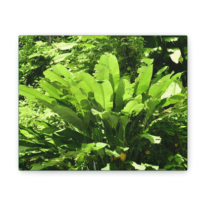 Deals on Thin Canvas - Stretched, 0.75" - Small Sizes Horizontal - Ideal for Wall Forest Mosaics - Primitive Banana plants leaves under the sun - Green Forest Home