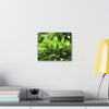 Deals on Thin Canvas - Stretched, 0.75" - Small Sizes Horizontal - Ideal for Wall Forest Mosaics - Primitive Banana plants leaves under the sun - Green Forest Home