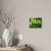 Deals on Thin Canvas - Stretched, 0.75" - Small Sizes Horizontal - Ideal for Wall Forest Mosaics - Primitive Banana plants leaves under the sun - Green Forest Home