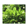 Deals on Thin Canvas - Stretched, 0.75" - Small Sizes Horizontal - Ideal for Wall Forest Mosaics - Primitive Banana plants leaves under the sun - Green Forest Home