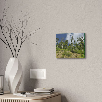 Deals on Thin Canvas - Stretched, 0.75" - Small Sizes Horizontal - Ideal for Wall Forest Mosaics - Rio Sabana Park Landslide on Main Road - Green Forest Home