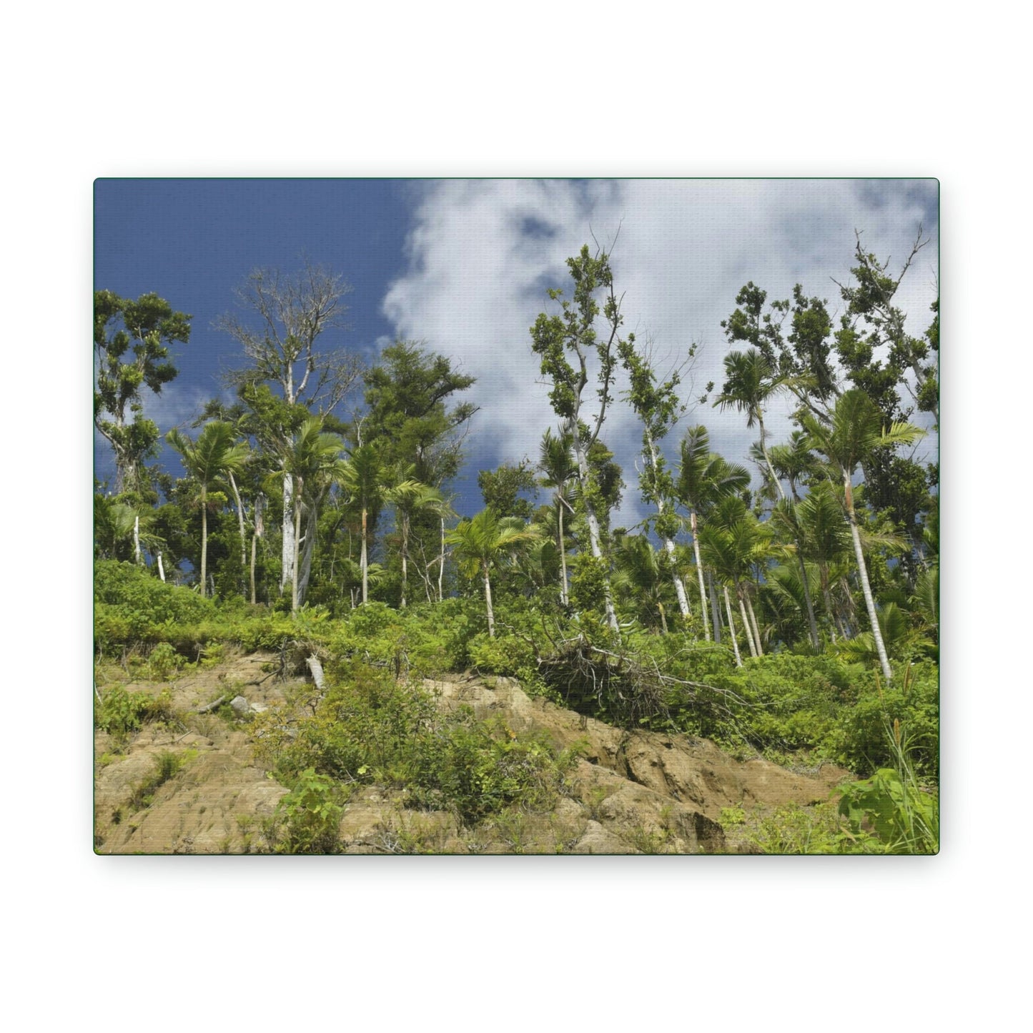 Deals on Thin Canvas - Stretched, 0.75" - Small Sizes Horizontal - Ideal for Wall Forest Mosaics - Rio Sabana Park Landslide on Main Road - Green Forest Home