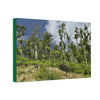 Deals on Thin Canvas - Stretched, 0.75" - Small Sizes Horizontal - Ideal for Wall Forest Mosaics - Rio Sabana Park Landslide on Main Road - Green Forest Home
