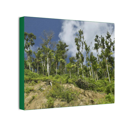 Deals on Thin Canvas - Stretched, 0.75" - Small Sizes Horizontal - Ideal for Wall Forest Mosaics - Rio Sabana Park Landslide on Main Road - Green Forest Home