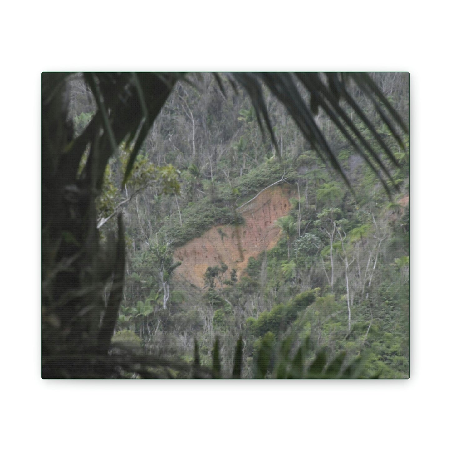 Deals on Thin Canvas - Stretched, 0.75" - Small Sizes Horizontal - Ideal for Wall Forest Mosaics - Rio Sabana Trail View of Landslide - Green Forest Home