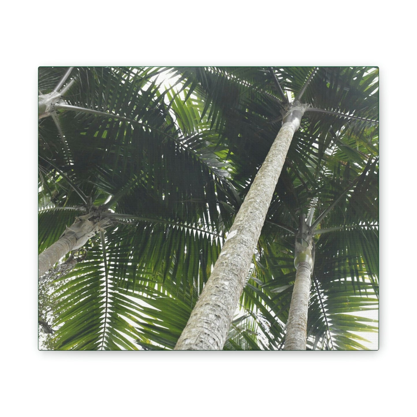 Deals on Thin Canvas - Stretched, 0.75" - Small Sizes Horizontal - Ideal for Wall Forest Mosaics - Sierra Palm Canopy - Rio Sabana Park - Green Forest Home