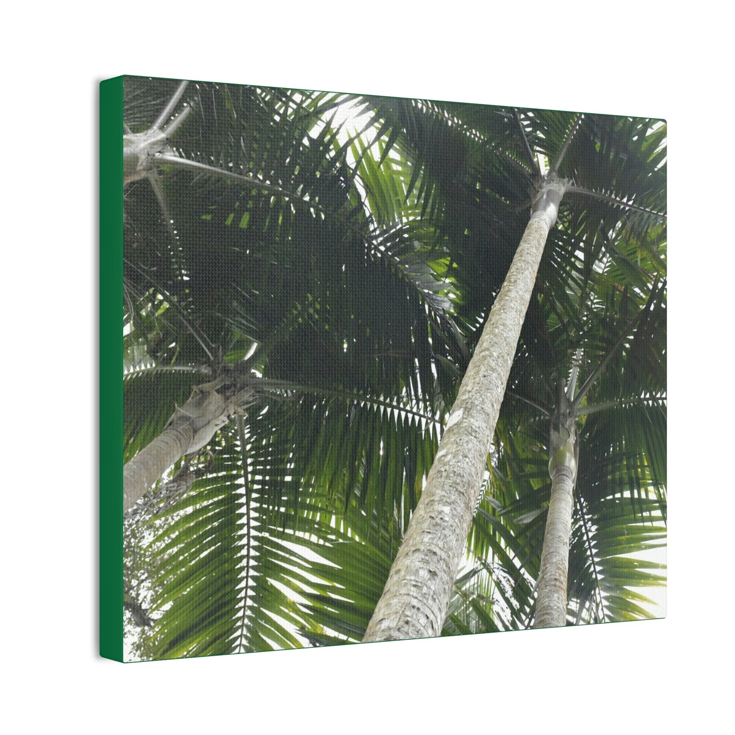 Deals on Thin Canvas - Stretched, 0.75" - Small Sizes Horizontal - Ideal for Wall Forest Mosaics - Sierra Palm Canopy - Rio Sabana Park - Green Forest Home