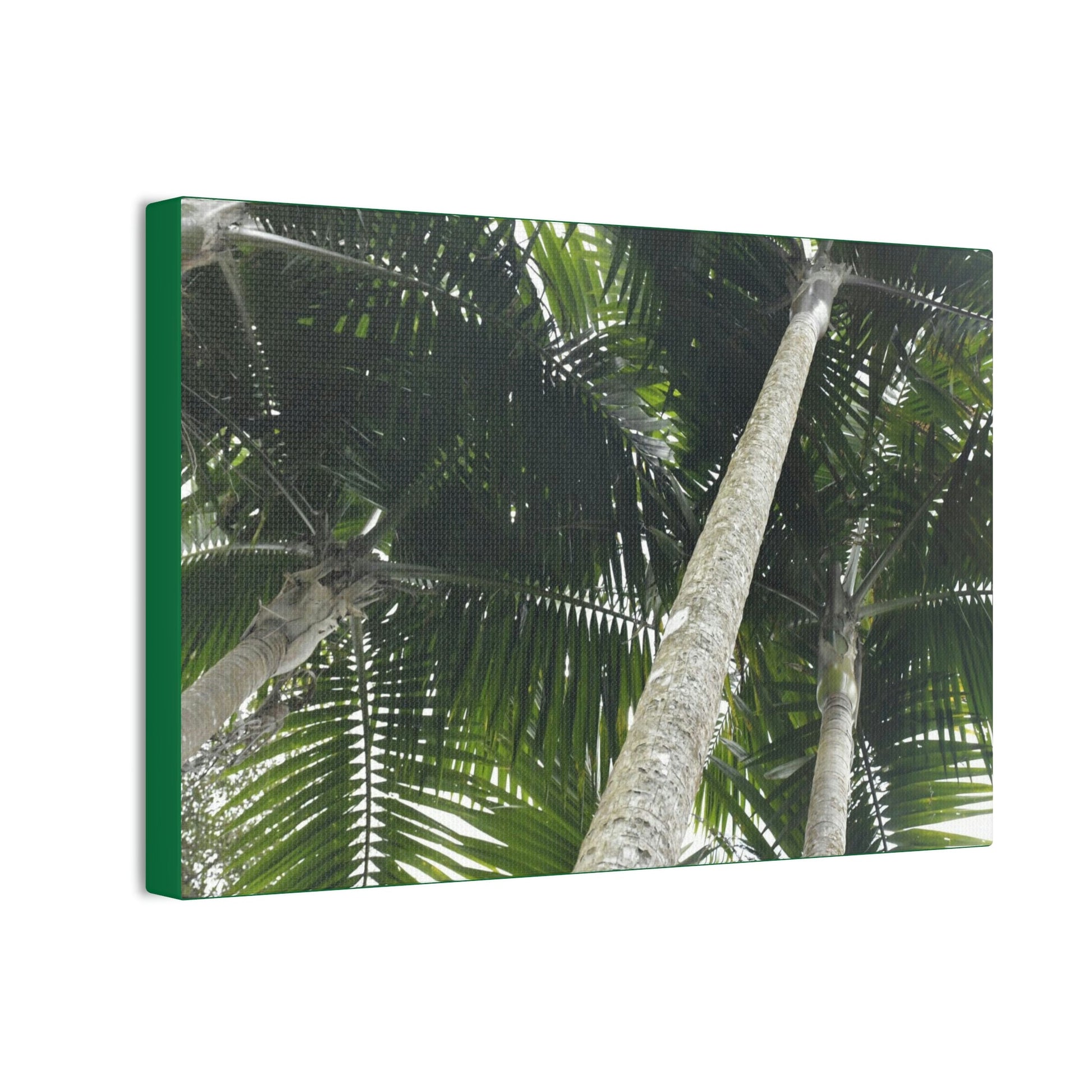 Deals on Thin Canvas - Stretched, 0.75" - Small Sizes Horizontal - Ideal for Wall Forest Mosaics - Sierra Palm Canopy - Rio Sabana Park - Green Forest Home