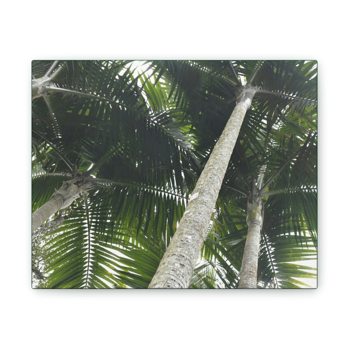 Deals on Thin Canvas - Stretched, 0.75" - Small Sizes Horizontal - Ideal for Wall Forest Mosaics - Sierra Palm Canopy - Rio Sabana Park - Green Forest Home