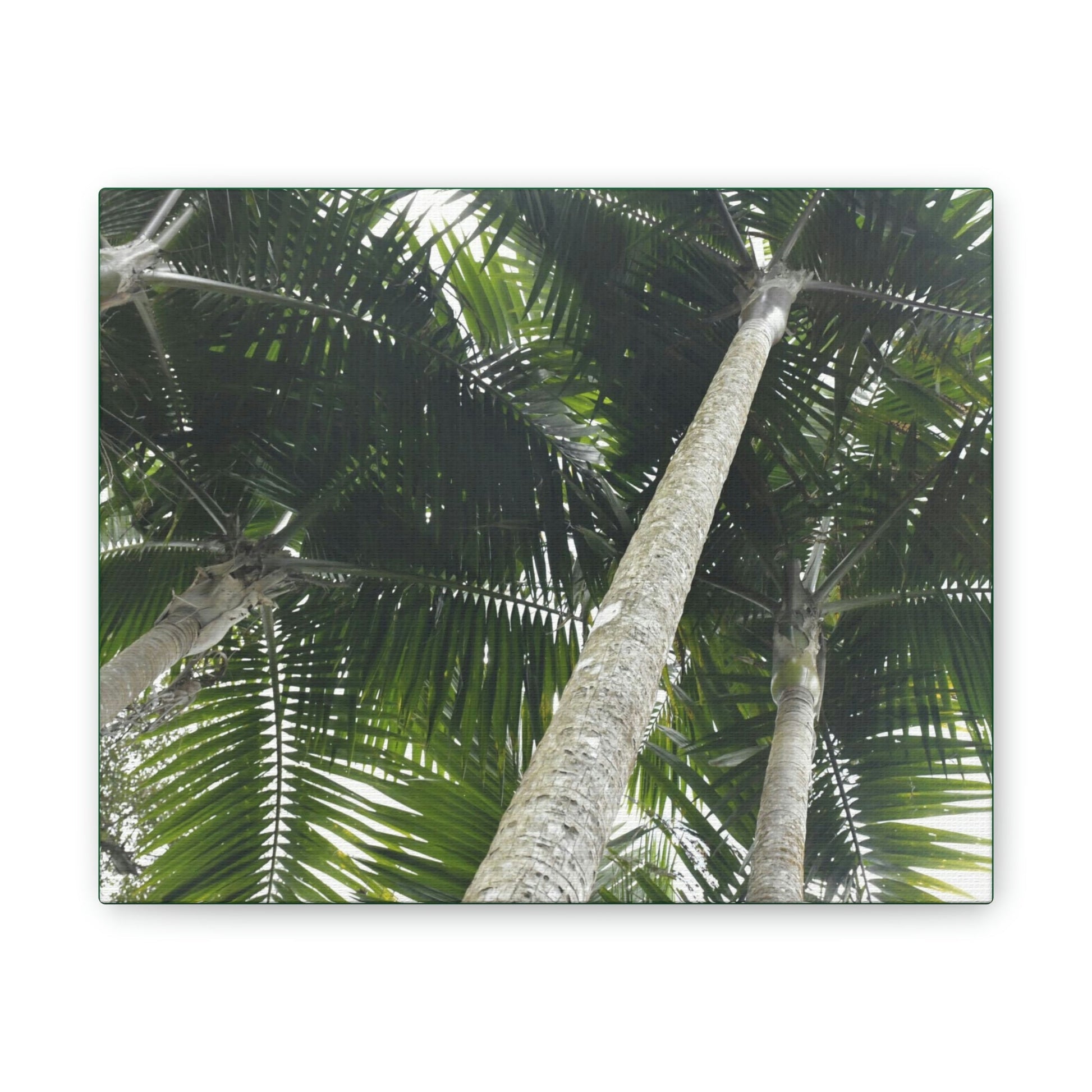 Deals on Thin Canvas - Stretched, 0.75" - Small Sizes Horizontal - Ideal for Wall Forest Mosaics - Sierra Palm Canopy - Rio Sabana Park - Green Forest Home