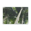 Deals on Thin Canvas - Stretched, 0.75" - Small Sizes Horizontal - Ideal for Wall Forest Mosaics - Sierra Palm Canopy - Rio Sabana Park - Green Forest Home