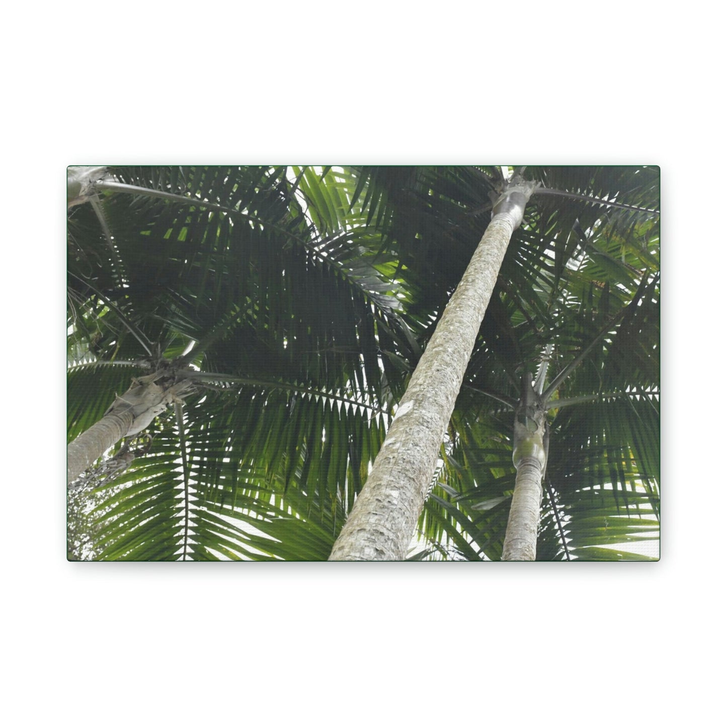 Deals on Thin Canvas - Stretched, 0.75" - Small Sizes Horizontal - Ideal for Wall Forest Mosaics - Sierra Palm Canopy - Rio Sabana Park - Green Forest Home