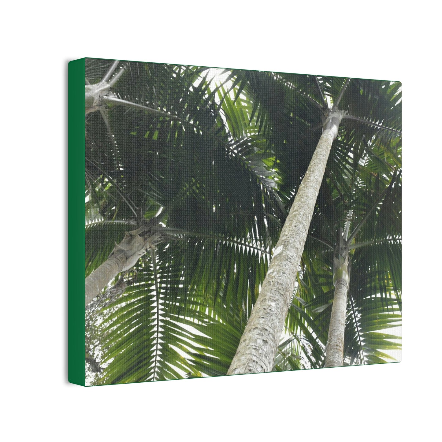 Deals on Thin Canvas - Stretched, 0.75" - Small Sizes Horizontal - Ideal for Wall Forest Mosaics - Sierra Palm Canopy - Rio Sabana Park - Green Forest Home