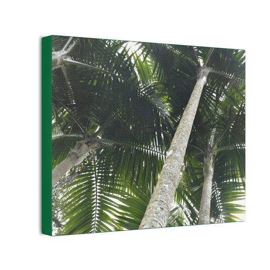 Deals on Thin Canvas - Stretched, 0.75" - Small Sizes Horizontal - Ideal for Wall Forest Mosaics - Sierra Palm Canopy - Rio Sabana Park - Green Forest Home