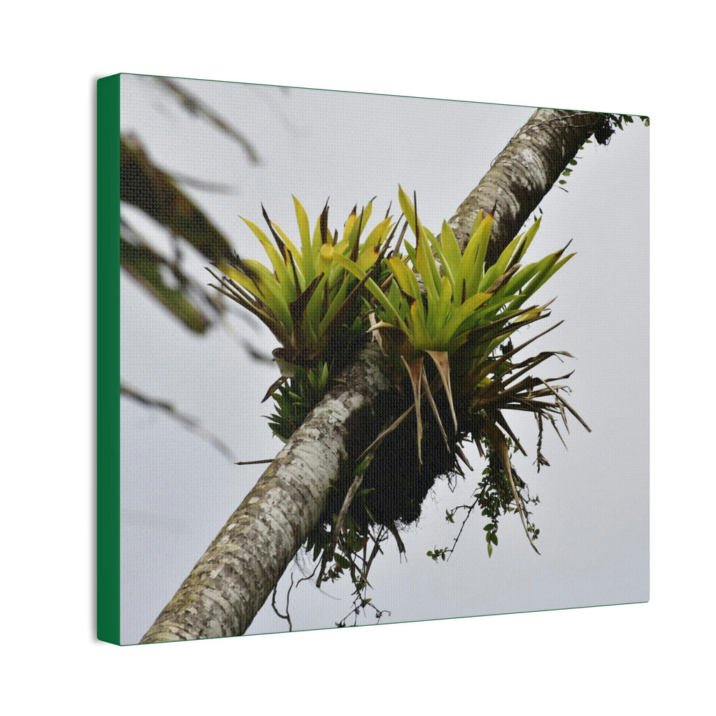 Deals on Thin Canvas - Stretched, 0.75" - Small Sizes Horizontal - Ideal for Wall Forest Mosaics - Surviving Sierra Palm with Bromeliad - Green Forest Home