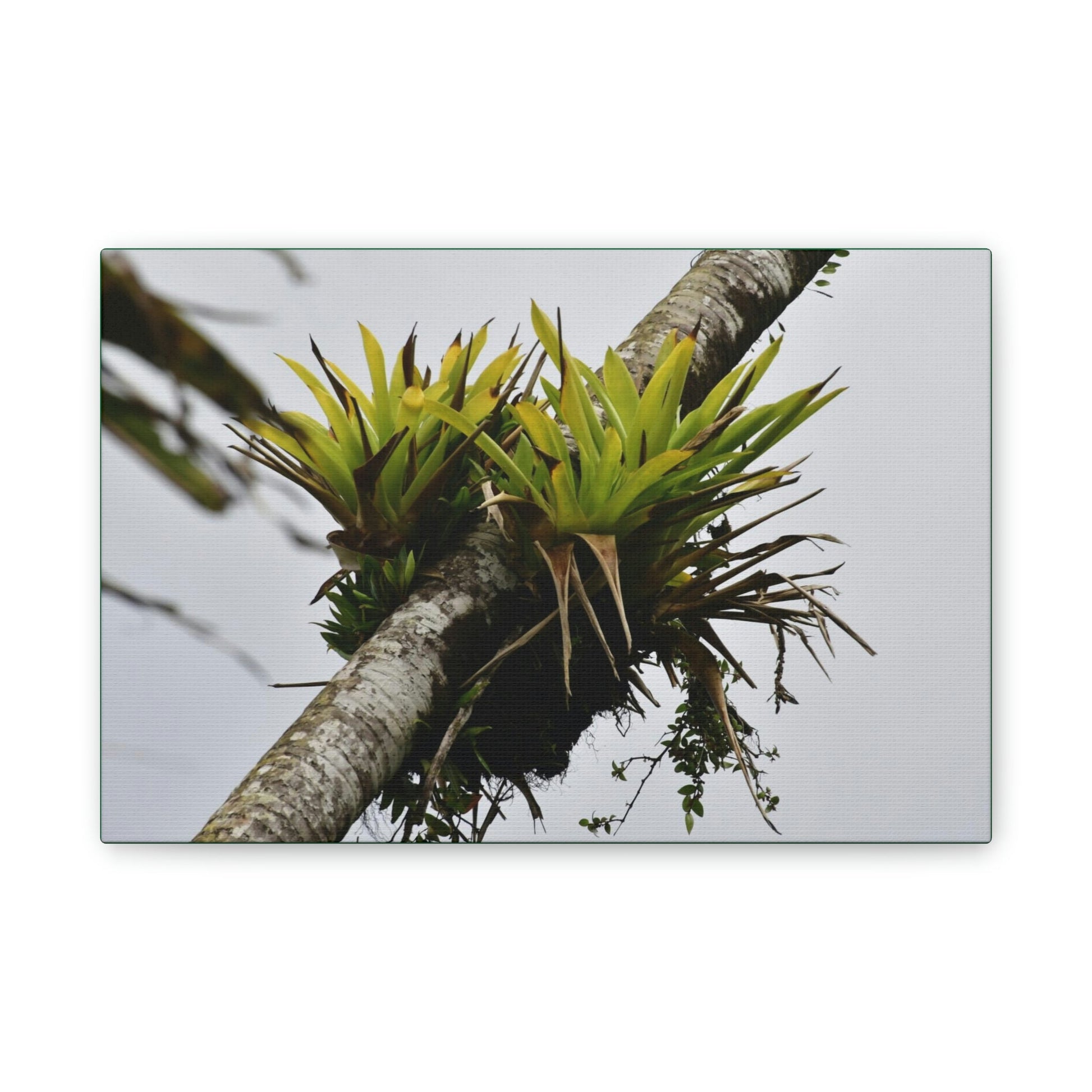 Deals on Thin Canvas - Stretched, 0.75" - Small Sizes Horizontal - Ideal for Wall Forest Mosaics - Surviving Sierra Palm with Bromeliad - Green Forest Home