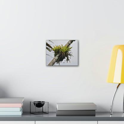 Deals on Thin Canvas - Stretched, 0.75" - Small Sizes Horizontal - Ideal for Wall Forest Mosaics - Surviving Sierra Palm with Bromeliad - Green Forest Home