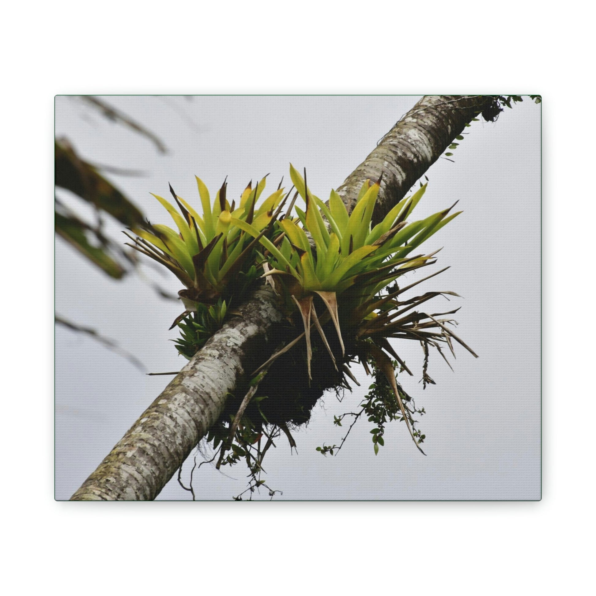 Deals on Thin Canvas - Stretched, 0.75" - Small Sizes Horizontal - Ideal for Wall Forest Mosaics - Surviving Sierra Palm with Bromeliad - Green Forest Home
