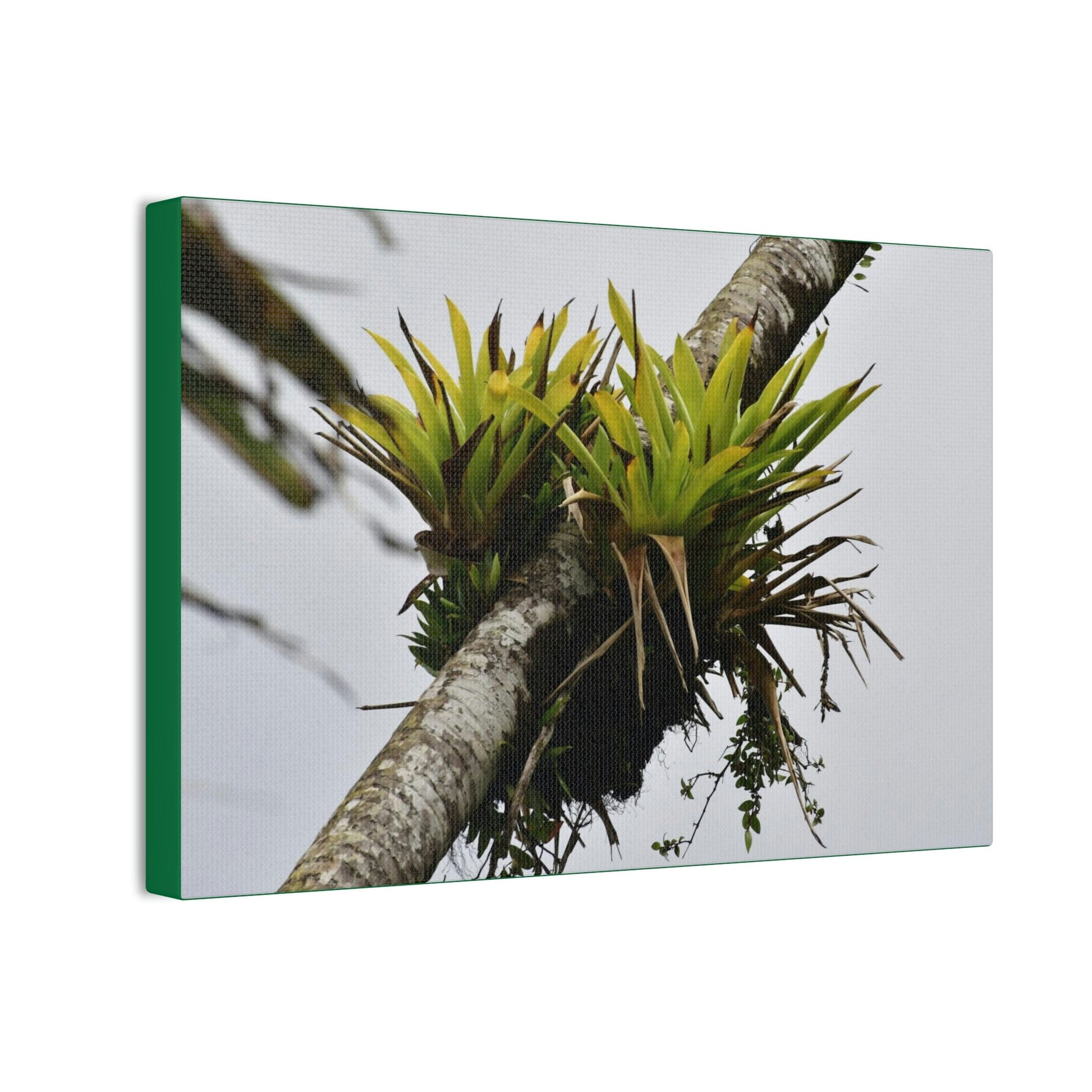 Deals on Thin Canvas - Stretched, 0.75" - Small Sizes Horizontal - Ideal for Wall Forest Mosaics - Surviving Sierra Palm with Bromeliad - Green Forest Home