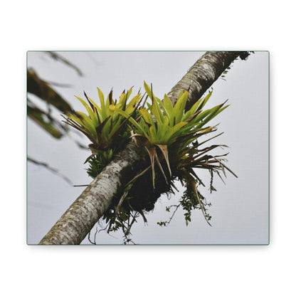 Deals on Thin Canvas - Stretched, 0.75" - Small Sizes Horizontal - Ideal for Wall Forest Mosaics - Surviving Sierra Palm with Bromeliad - Green Forest Home