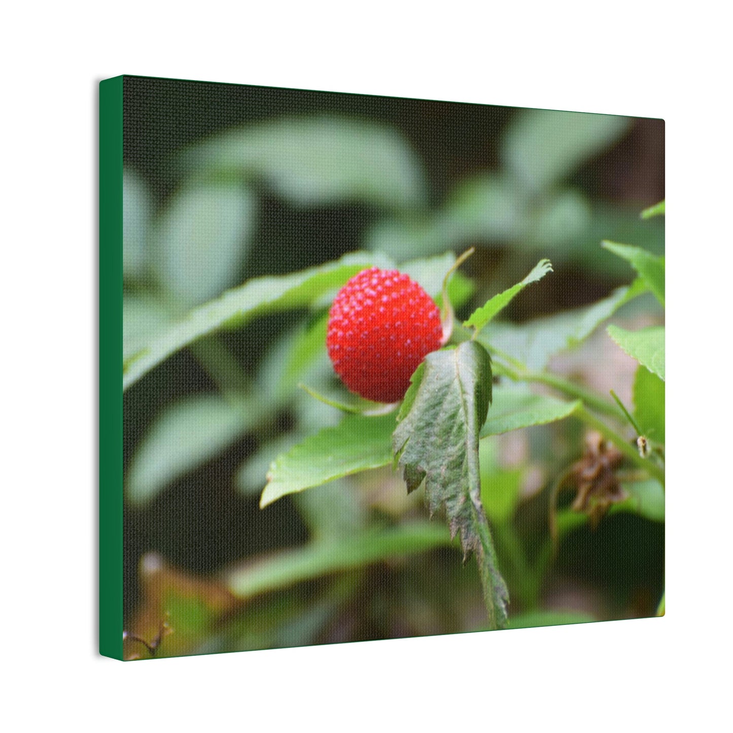 Deals on Thin Canvas - Stretched, 0.75" - Small Sizes Horizontal - Ideal for Wall Forest Mosaics - Sweet Wild Strawberry on side of roads - Green Forest Home