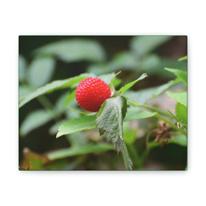 Deals on Thin Canvas - Stretched, 0.75" - Small Sizes Horizontal - Ideal for Wall Forest Mosaics - Sweet Wild Strawberry on side of roads - Green Forest Home