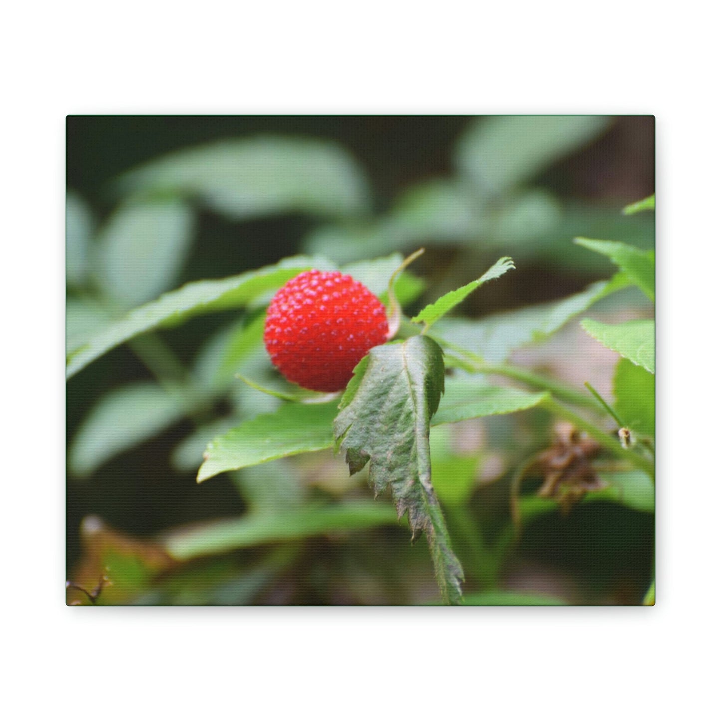 Deals on Thin Canvas - Stretched, 0.75" - Small Sizes Horizontal - Ideal for Wall Forest Mosaics - Sweet Wild Strawberry on side of roads - Green Forest Home