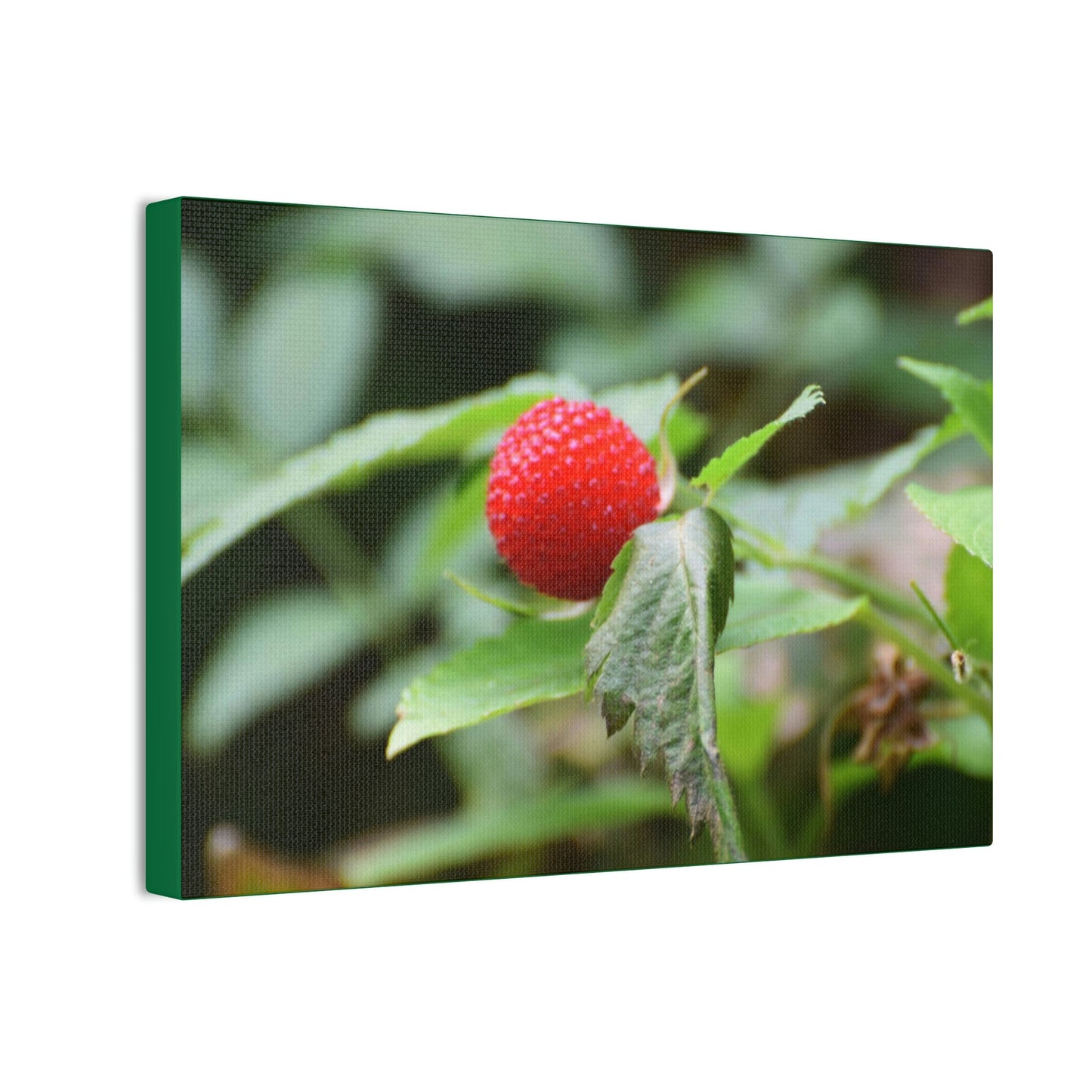 Deals on Thin Canvas - Stretched, 0.75" - Small Sizes Horizontal - Ideal for Wall Forest Mosaics - Sweet Wild Strawberry on side of roads - Green Forest Home