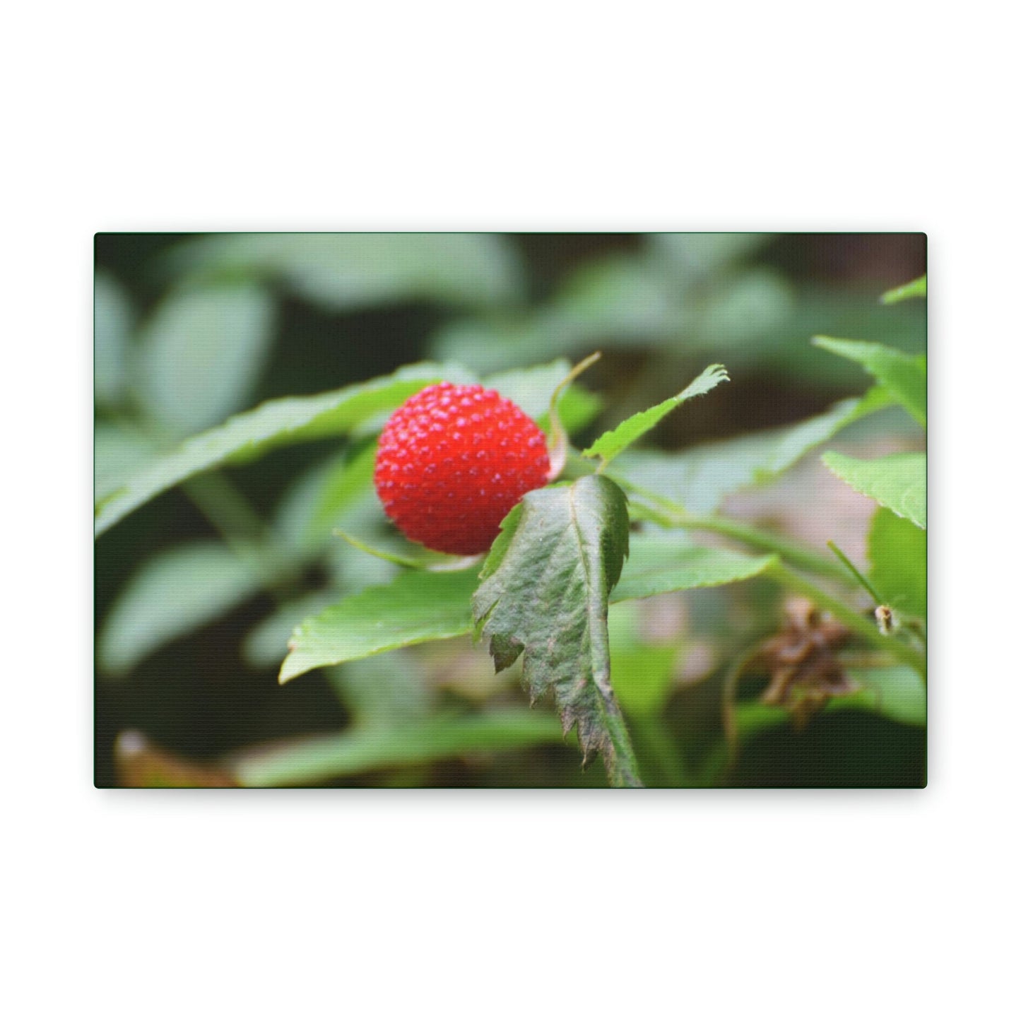Deals on Thin Canvas - Stretched, 0.75" - Small Sizes Horizontal - Ideal for Wall Forest Mosaics - Sweet Wild Strawberry on side of roads - Green Forest Home