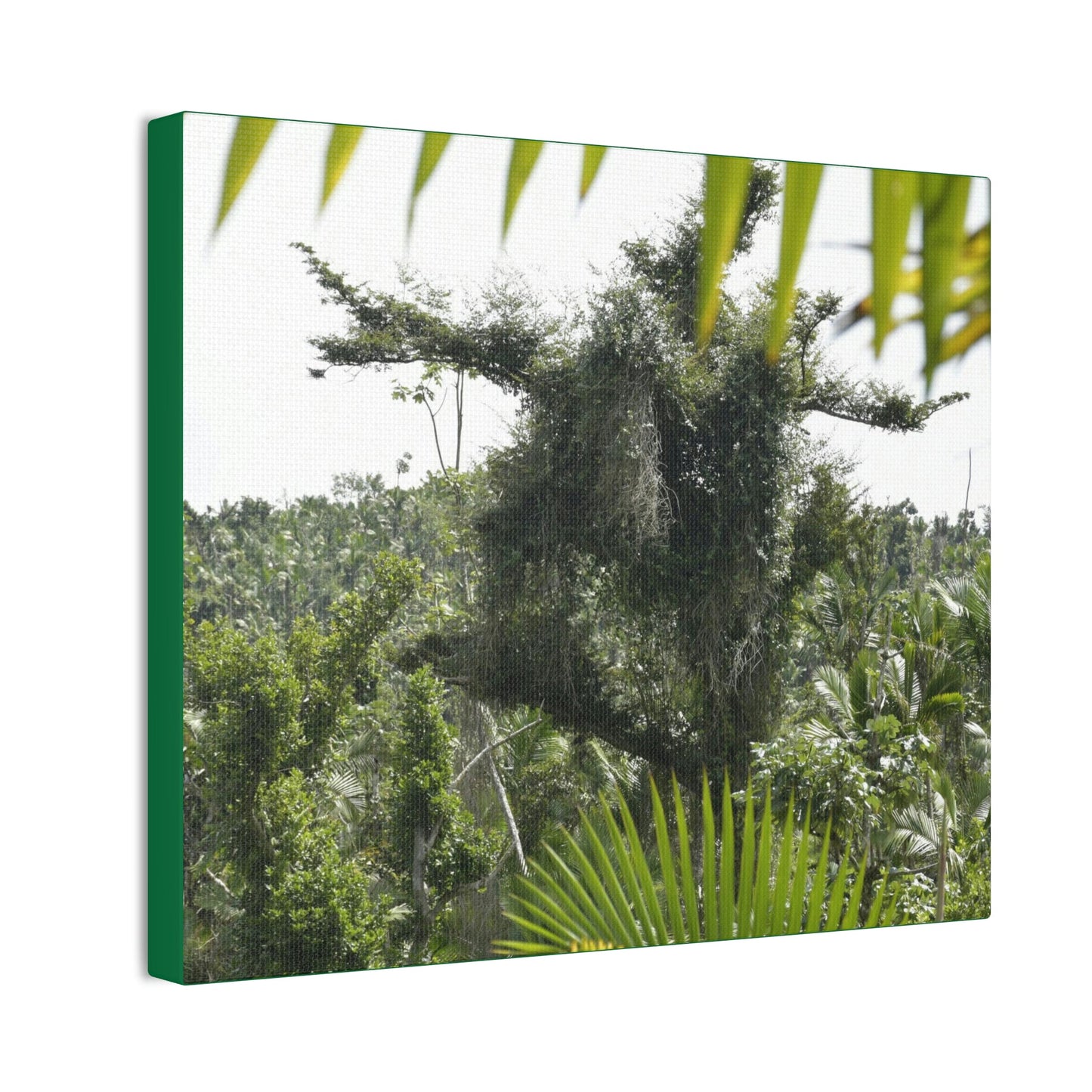 Deals on Thin Canvas - Stretched, 0.75" - Small Sizes Horizontal - Ideal for Wall Forest Mosaics - Tree Survivor of Maria - Rio Sabana Park - Green Forest Home