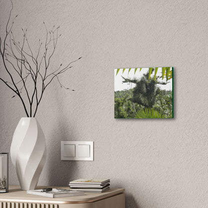 Deals on Thin Canvas - Stretched, 0.75" - Small Sizes Horizontal - Ideal for Wall Forest Mosaics - Tree Survivor of Maria - Rio Sabana Park - Green Forest Home