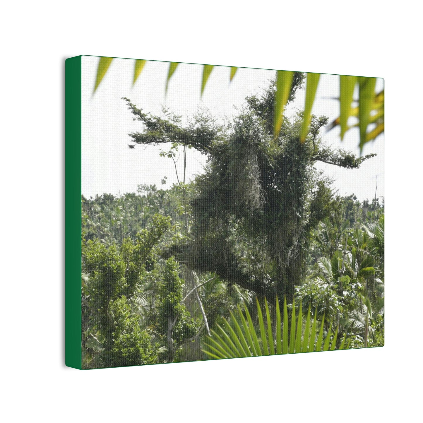 Deals on Thin Canvas - Stretched, 0.75" - Small Sizes Horizontal - Ideal for Wall Forest Mosaics - Tree Survivor of Maria - Rio Sabana Park - Green Forest Home