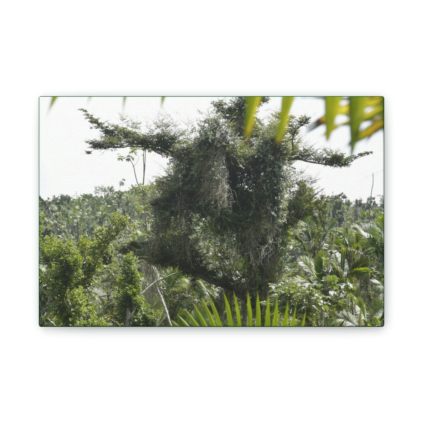 Deals on Thin Canvas - Stretched, 0.75" - Small Sizes Horizontal - Ideal for Wall Forest Mosaics - Tree Survivor of Maria - Rio Sabana Park - Green Forest Home