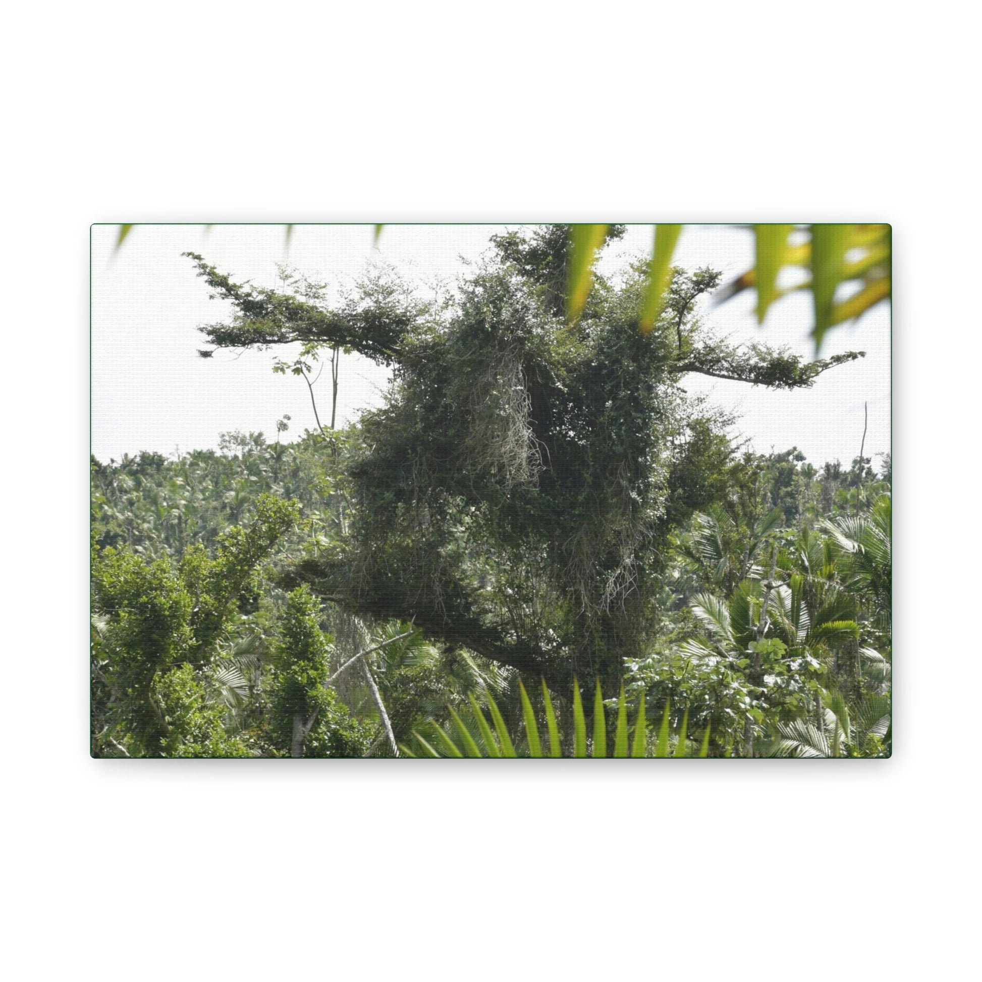 Deals on Thin Canvas - Stretched, 0.75" - Small Sizes Horizontal - Ideal for Wall Forest Mosaics - Tree Survivor of Maria - Rio Sabana Park - Green Forest Home