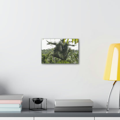 Deals on Thin Canvas - Stretched, 0.75" - Small Sizes Horizontal - Ideal for Wall Forest Mosaics - Tree Survivor of Maria - Rio Sabana Park - Green Forest Home