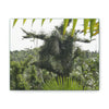 Deals on Thin Canvas - Stretched, 0.75" - Small Sizes Horizontal - Ideal for Wall Forest Mosaics - Tree Survivor of Maria - Rio Sabana Park - Green Forest Home