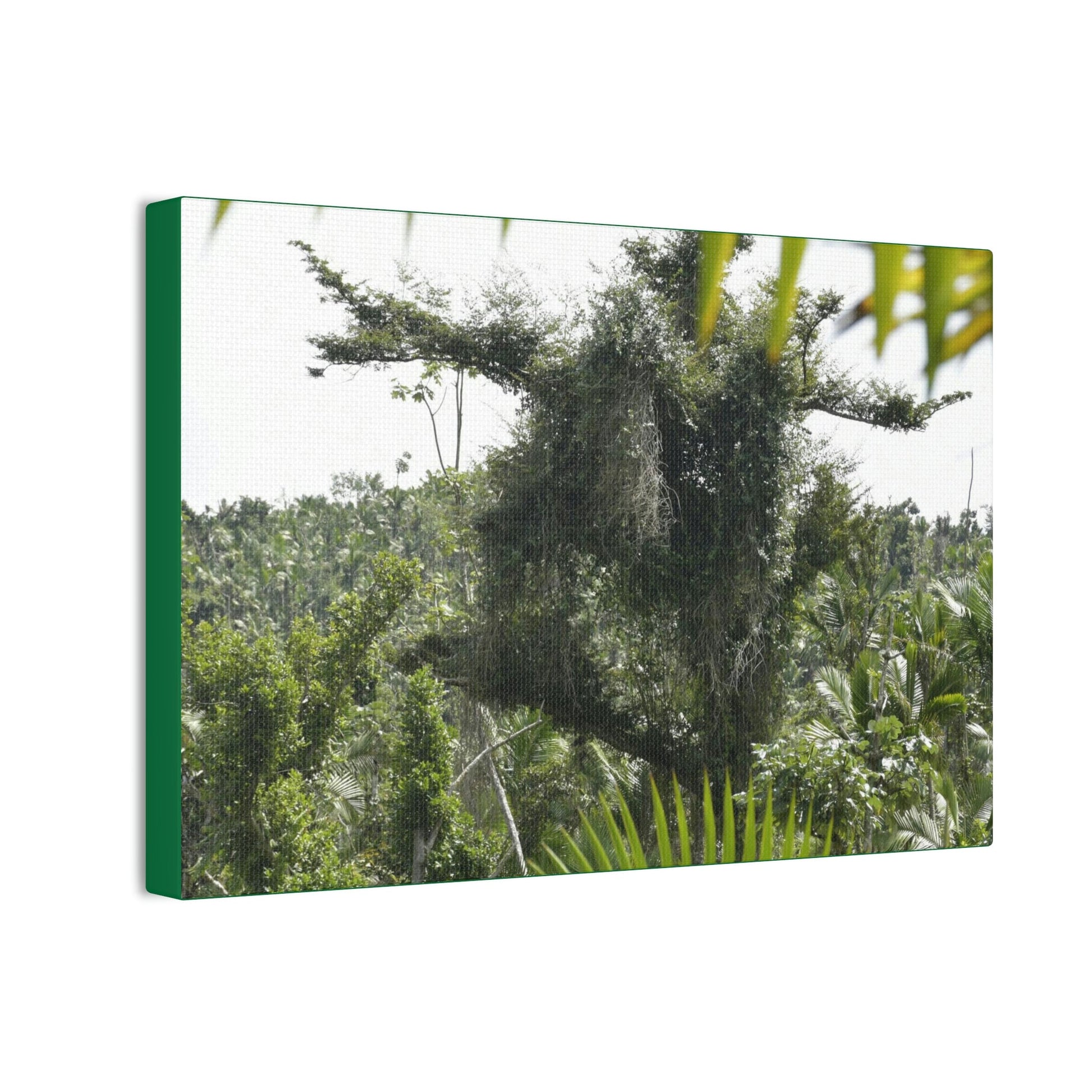Deals on Thin Canvas - Stretched, 0.75" - Small Sizes Horizontal - Ideal for Wall Forest Mosaics - Tree Survivor of Maria - Rio Sabana Park - Green Forest Home