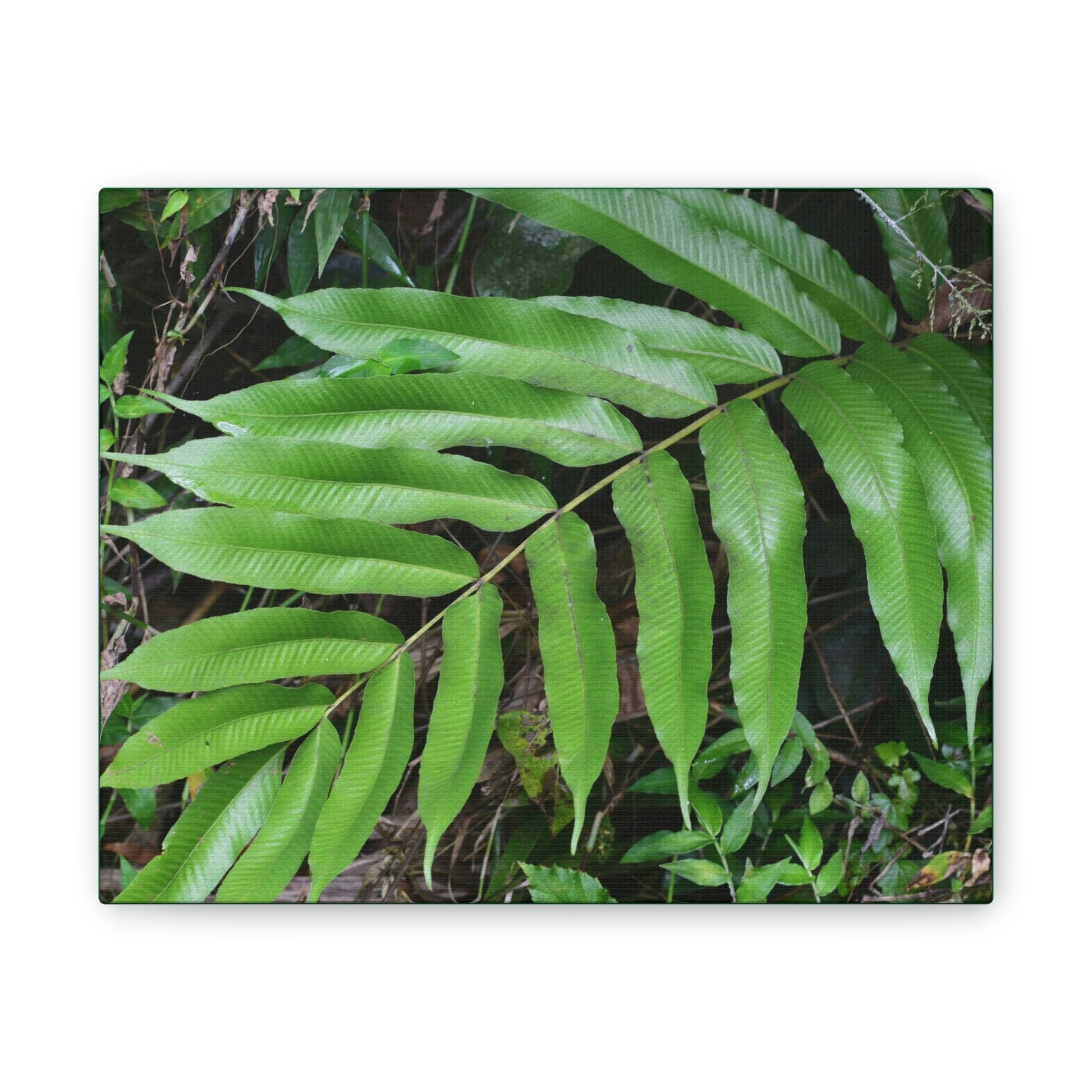 Deals on Thin Canvas - Stretched, 0.75" - Small Sizes Horizontal - Ideal for Wall Forest Mosaics - Typical Fern plant leaf - Green Forest Home