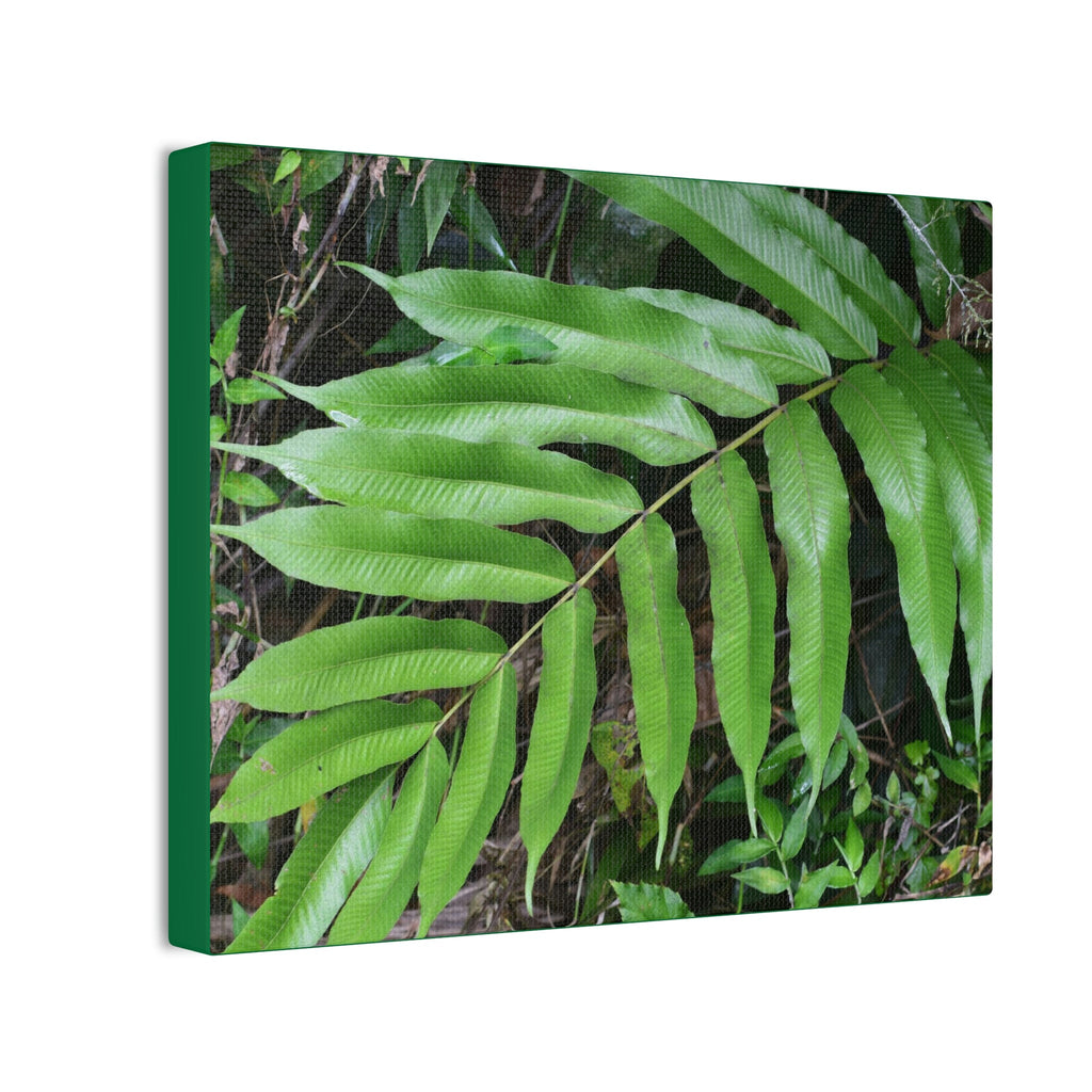 Deals on Thin Canvas - Stretched, 0.75" - Small Sizes Horizontal - Ideal for Wall Forest Mosaics - Typical Fern plant leaf - Green Forest Home