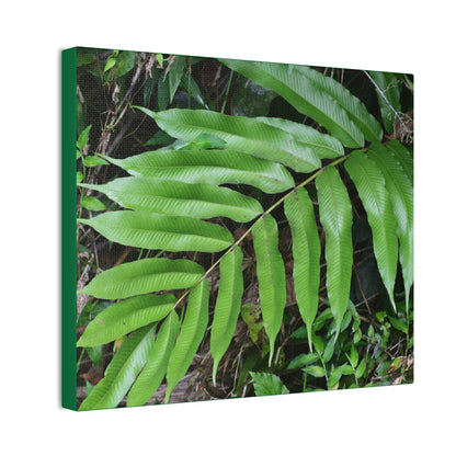 Deals on Thin Canvas - Stretched, 0.75" - Small Sizes Horizontal - Ideal for Wall Forest Mosaics - Typical Fern plant leaf - Green Forest Home