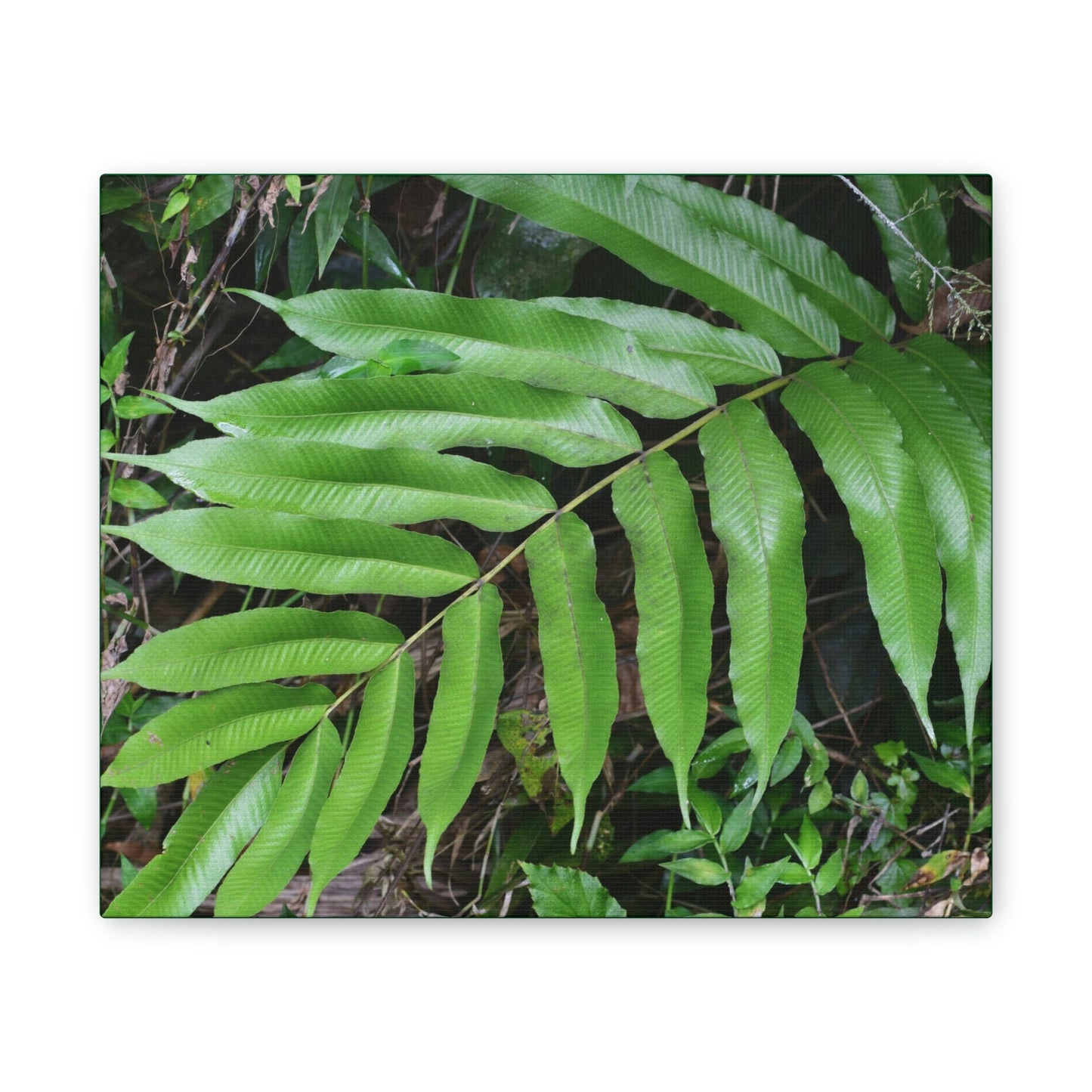 Deals on Thin Canvas - Stretched, 0.75" - Small Sizes Horizontal - Ideal for Wall Forest Mosaics - Typical Fern plant leaf - Green Forest Home