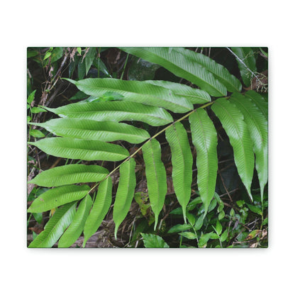 Deals on Thin Canvas - Stretched, 0.75" - Small Sizes Horizontal - Ideal for Wall Forest Mosaics - Typical Fern plant leaf - Green Forest Home