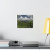 Deals on Thin Canvas - Stretched, 0.75" - Small Sizes Horizontal - Ideal for Wall Forest Mosaics - View of El Yunque among multiple river plants - Green Forest Home