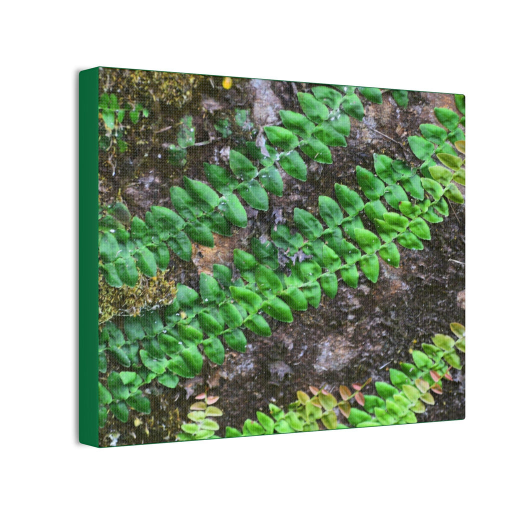 Deals on Thin Canvas - Stretched, 0.75" - Small Sizes Horizontal - Ideal for Wall Forest Mosaics - Weird Plant Grows on Boulders - Green Forest Home