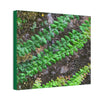 Deals on Thin Canvas - Stretched, 0.75" - Small Sizes Horizontal - Ideal for Wall Forest Mosaics - Weird Plant Grows on Boulders - Green Forest Home
