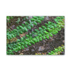 Deals on Thin Canvas - Stretched, 0.75" - Small Sizes Horizontal - Ideal for Wall Forest Mosaics - Weird Plant Grows on Boulders - Green Forest Home
